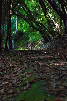 山の中の道 山の中の道の写真