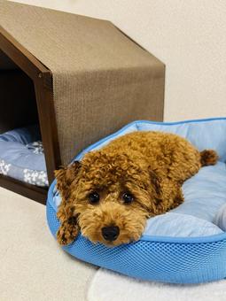 犬 トイプードル 子犬 犬 トイプードル 子犬 トイプードル,犬,動物の写真素材