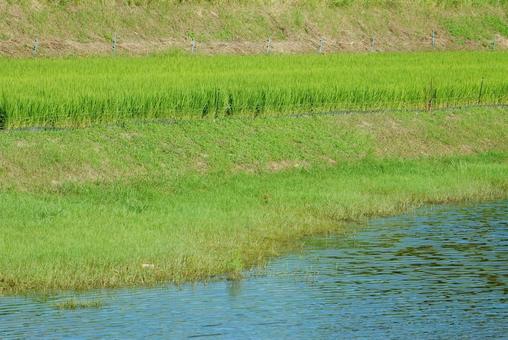 【風景写真】田んぼの風景 【風景写真】田んぼの風景 田んぼ,水田,田の写真素材