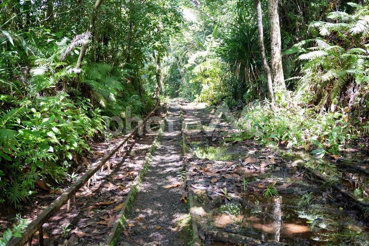 廃線が残る森 木漏れ日,獣道,山の写真素材