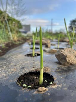 市民農園のにんにくの栽培 市民農園のにんにくの栽培 大蒜,にんにく,ガーリックの写真素材