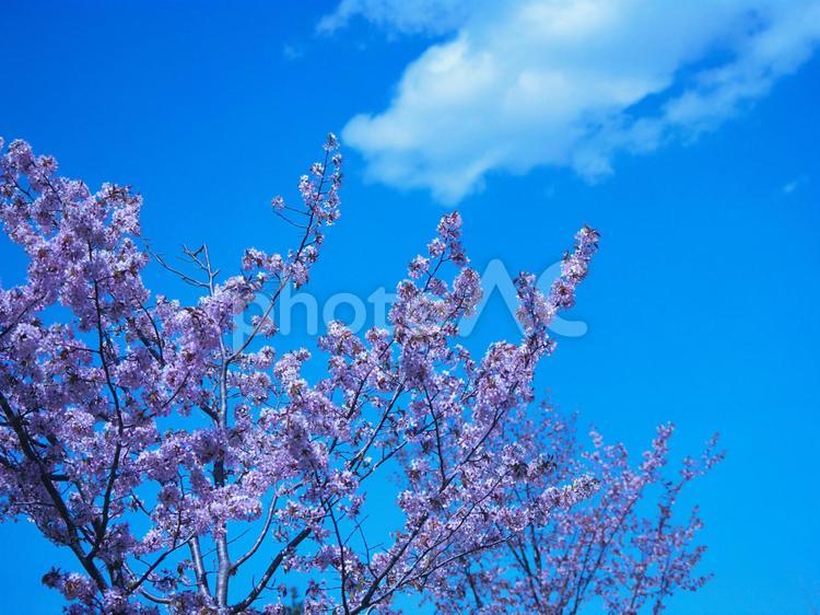 モエレ沼公園の桜が満開 モエレ沼公園,桜,花見の写真素材