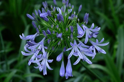 Photo, agapanthus, purple clam, murasaki kunsiran, 