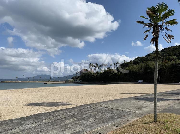 ヤシの木 浜,ヤシの木,南国の写真素材