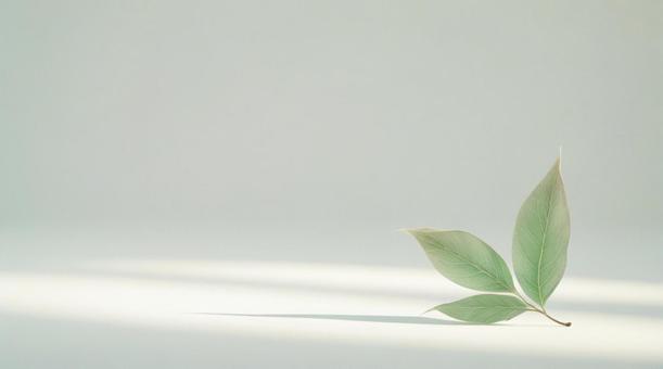 白い背景と観葉植物の葉 白い背景と観葉植物の葉の写真
