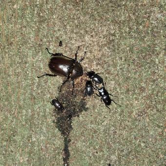 仲良しカブトムシ♀ 仲良しカブトムシ♀ 虫,昆虫採集,昆虫の写真素材
