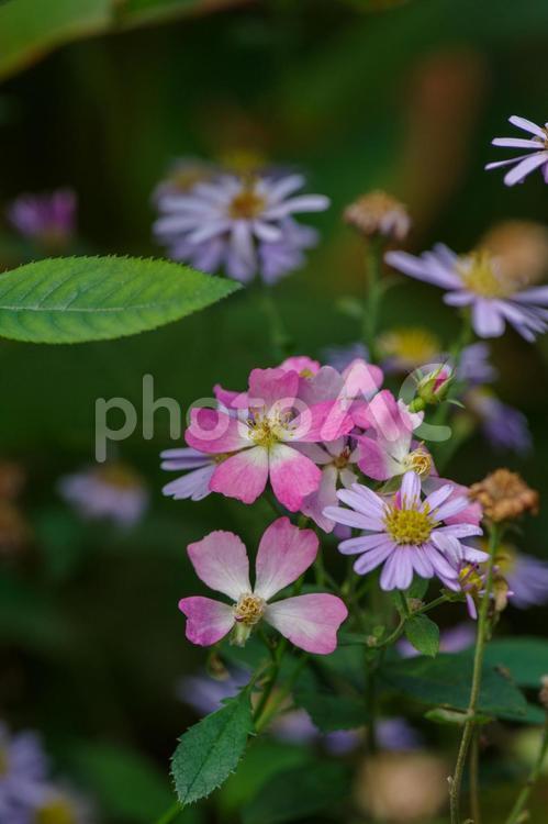 ピンクのノイバラ ノイバラ,花,葉っぱの写真素材