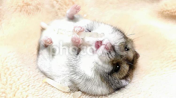 もやしを仰向けで食べるハムスター2 ジャンガリアンハムスター,ハムスター,もやしの写真素材
