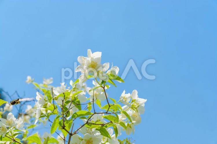 青空とバイカウツギの清々しいコントラスト バイカウツギ,白,花の写真素材
