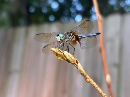 トンボ(Blue dasher/オス) トンボ(Blue dasher/オス)の写真