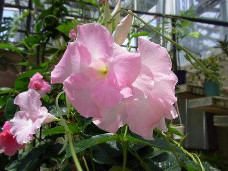 温室に咲くマンデビラ・ピンクパフェの花 温室に咲くマンデビラ・ピンクパフェの花の写真