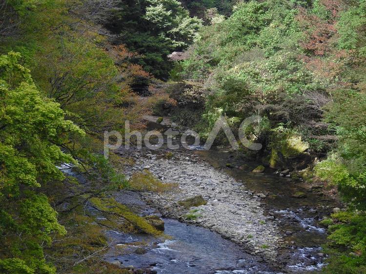橋から見下ろした大倉川 自然,風景,散策の写真素材