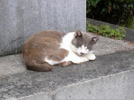 白グレー 居眠り 白グレー 居眠り 猫,野良猫,白グレーの写真素材