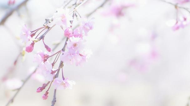 ハイキーふんわり明るいソフトな枝垂れ桜 ハイキーふんわり明るいソフトな枝垂れ桜 しだれ桜,枝垂れ桜,サクラの写真素材