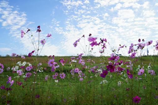 コスモスの花 コスモス,秋,晴天の写真素材