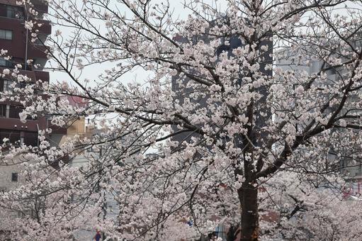 横浜の桜 横浜の桜 横浜,桜,風景の写真素材