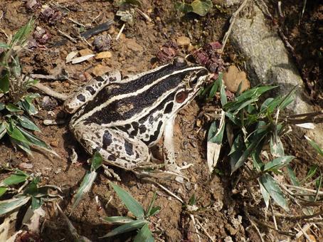 トノサマガエル 自然,カエル,蛙の写真素材