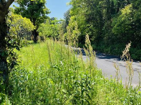 散歩道 散歩道の写真