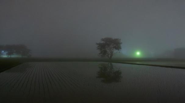 霧に包まれた孤高の一本木 霧に包まれた孤高の一本木 霧,かすみ,靄の写真素材