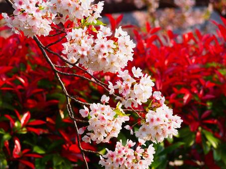 桜の花 桜の花の写真