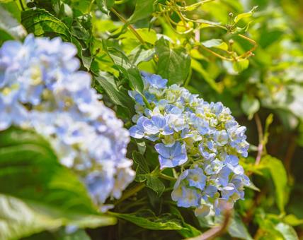 アジサイの花21 アジサイの花21の写真