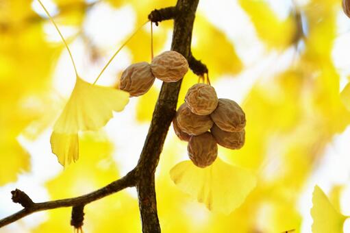 枝に実る銀杏 銀杏,ギンナン,イチョウの写真素材