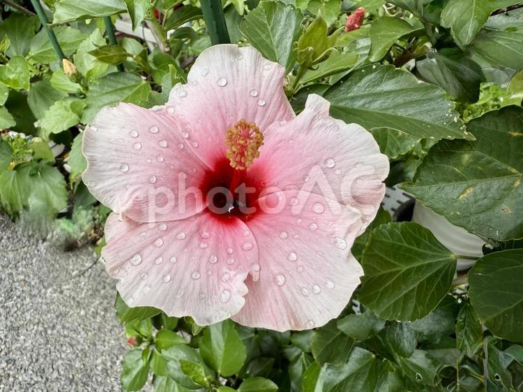 雨上がりのハイビスカス ハイビスカス,南国,花の写真素材