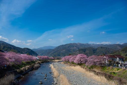 伊豆、早咲きの河津桜並木、早春の風景 伊豆、早咲きの河津桜並木、早春の風景 河津桜,桜,春の写真素材