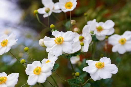 シュウメイギク 秋明菊,白い花,ボケ味の写真素材