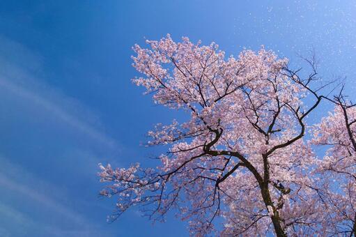 桜と青空 桜,青空,空の写真素材
