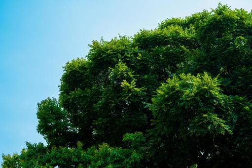 生い茂る緑と青空 生い茂る緑と青空 青空,新緑,緑の葉の写真素材