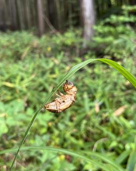 セミの抜け殻 セミの抜け殻の写真
