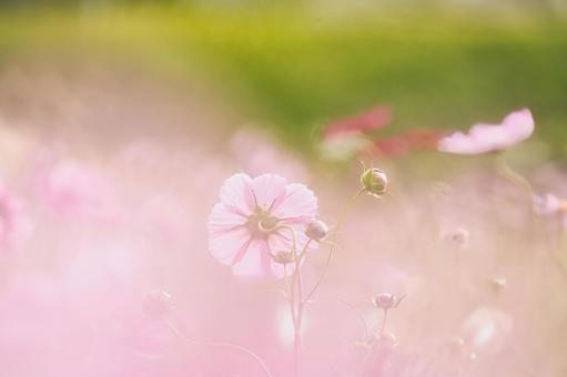 夢幻的な光に包まれた可憐な秋桜 夢幻的な光に包まれた可憐な秋桜 コスモス,秋桜,花の写真素材