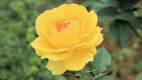 河津バカテル公園　秋バラ 薔薇,秋,花の写真素材