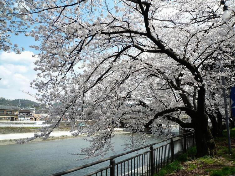 桜並木 桜並木,緑,街の写真素材