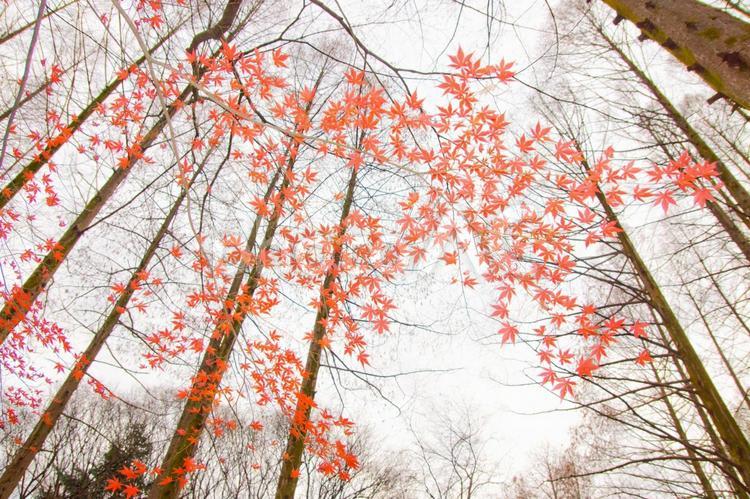 紅葉とメタセコイア林 紅葉,もみじ,見上げるの写真素材