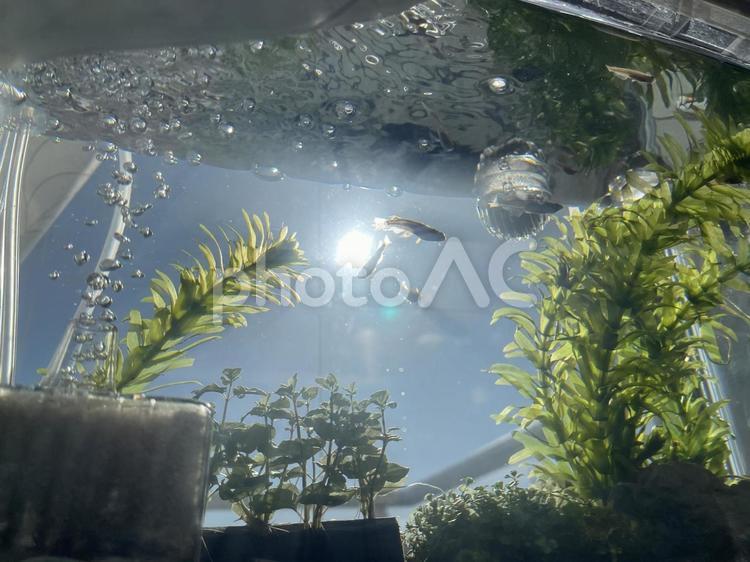めだか めだか,水槽,水草の写真素材