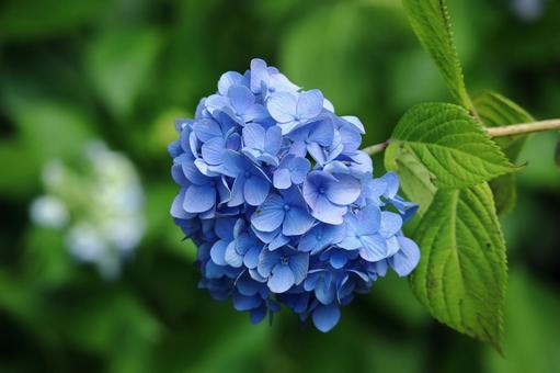 紫陽花 紫陽花 紫陽花,アジサイ,花の写真素材
