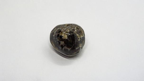 Fossil Coral, JPG Fossil Coral, JPG