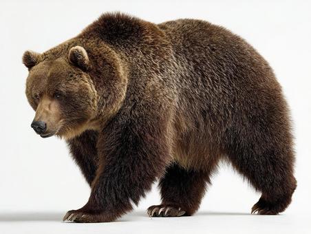 茶色い毛並みの大きな熊の写真