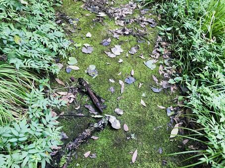 苔むす森 苔むす森の写真