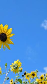 ひまわりと夏の空のコントラスト ひまわりと夏の空のコントラスト ひまわり,花,夏の写真素材