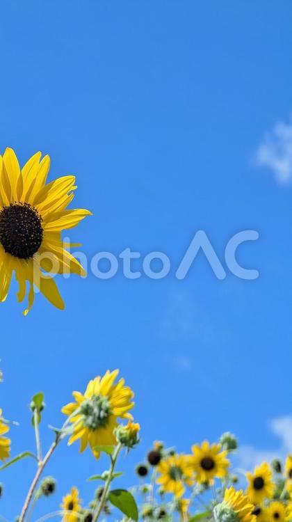 ひまわりと夏の空のコントラスト ひまわり,花,夏の写真素材