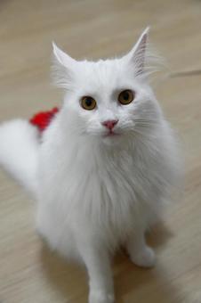 猫14 猫14の写真