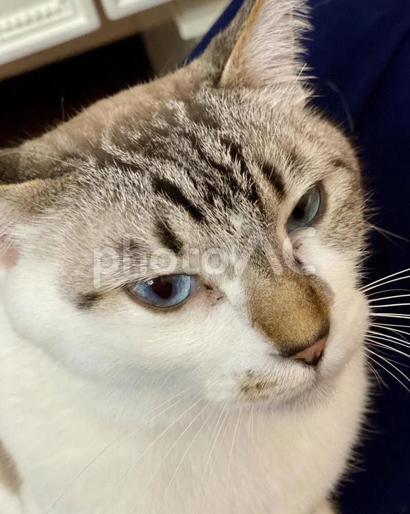眠そうなお顔のシャム系猫さま　縦画像 猫,シャムトラ,アップの写真素材