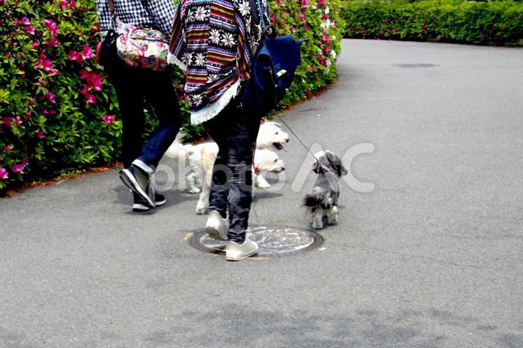 3匹の愛犬 いたずら,いぬ,お散歩の写真素材