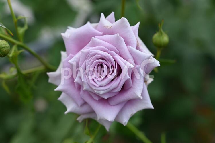 自家栽培の薔薇 バラ,ばら,薔薇の写真素材