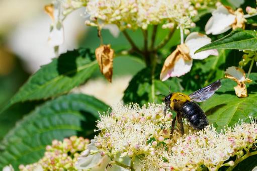 Photo, early summer, bear, honeybee family, 
