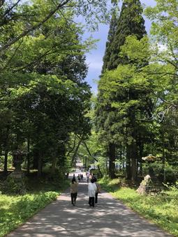 並木通り 山,自然,森の写真素材