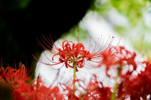 ヒガンバナ ヒガンバナ,彼岸花,曼殊沙華の写真素材